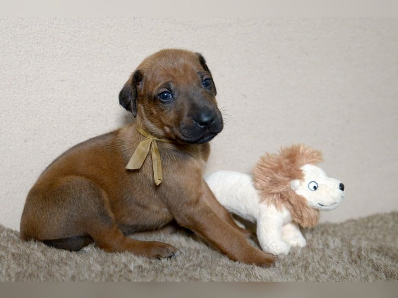 Welpen Rhodesian Ridgeback mit FCI-Papieren