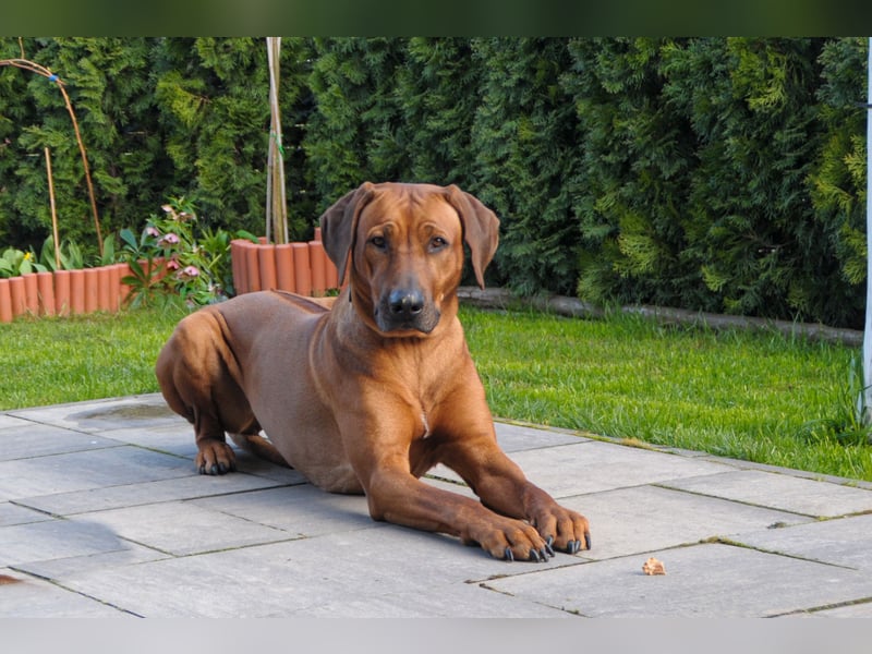 Wurfankündigung – Rhodesian Ridgeback FCI