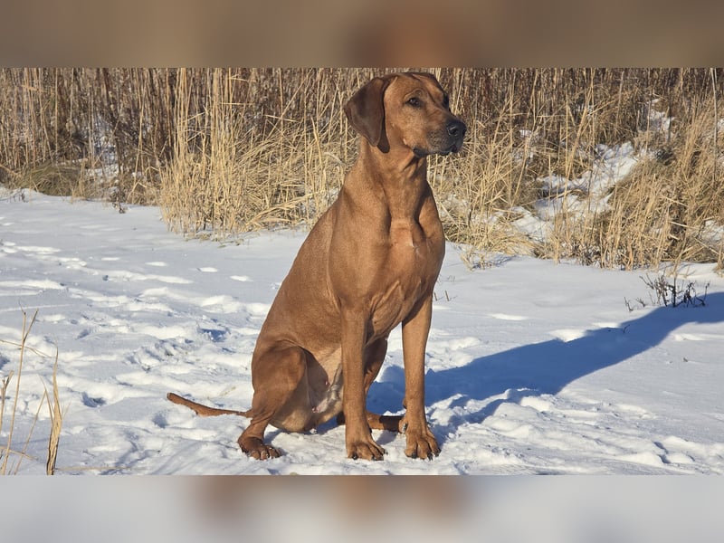Wurfankündigung – Rhodesian Ridgeback FCI