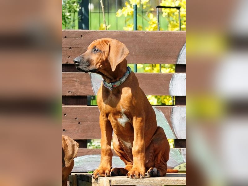 Rhodesian Ridgeback Welpen mit FCI- und DNA-Zertifikaten