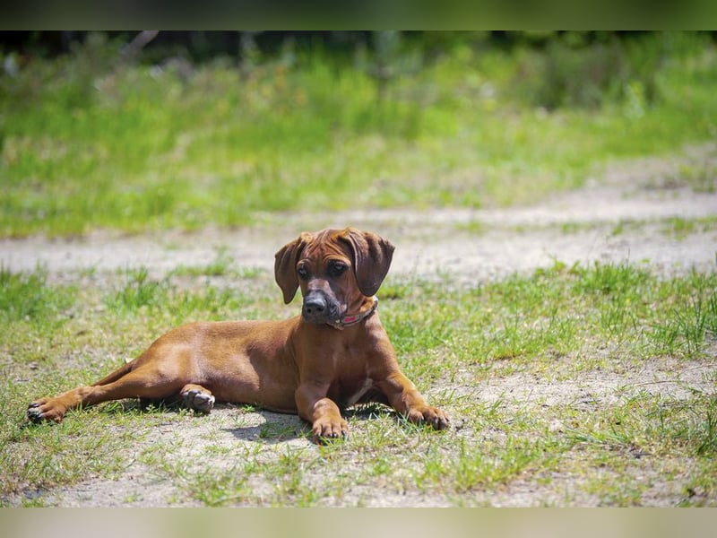 Rhodesian Ridgeback Welpen mit FCI- und DNA-Zertifikaten