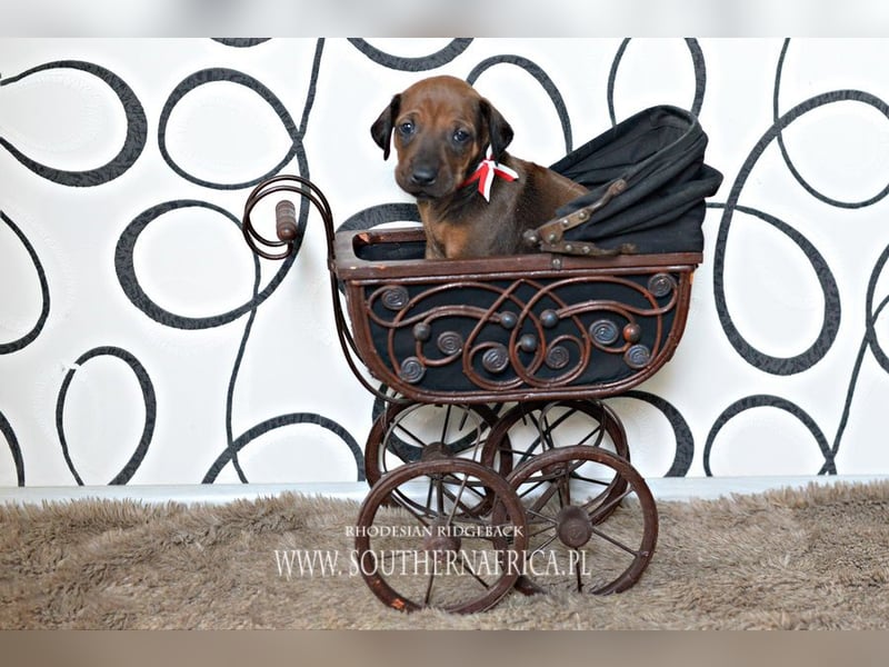 Rhodesian Ridgeback Welpen mit FCI-Papieren, DNA