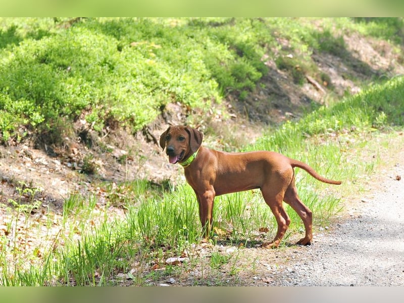 Rhodesian Ridgeback Welpen mit FCI-DNA-Dokumenten