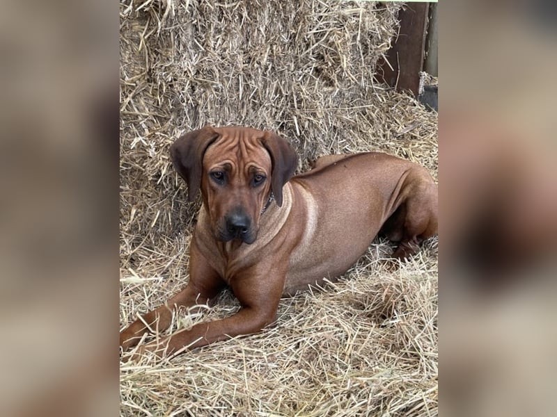 Wunderschöne Rhodesien Ridgeback-Hündin abzugeben