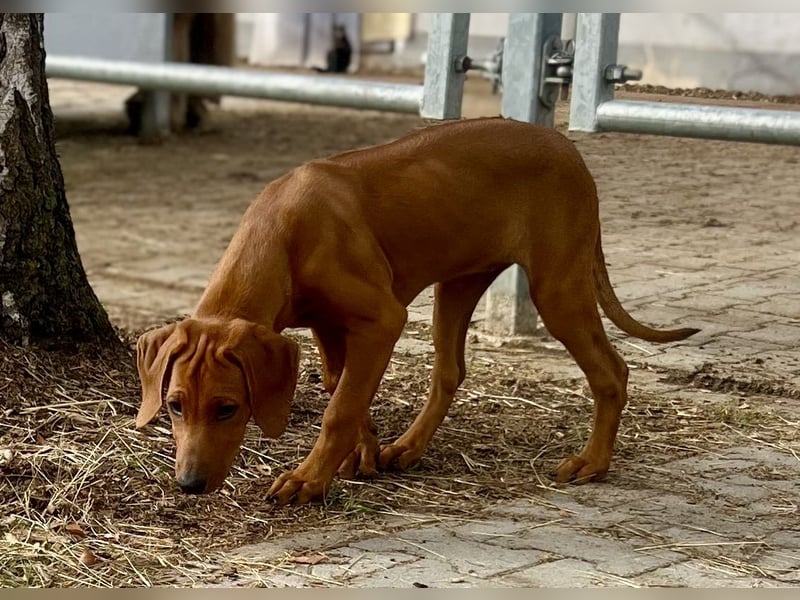 Rhodesian Ridgeback Hündin Welpe