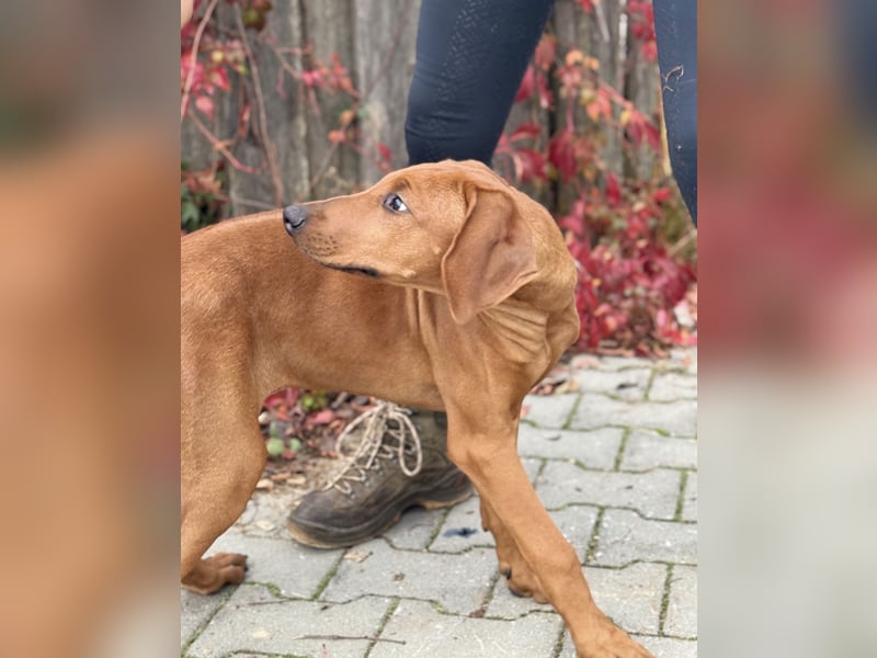 Rhodesian Ridgeback Hündin Welpe