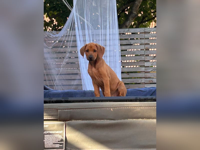 Rhodesian Ridgeback Hündin Welpe