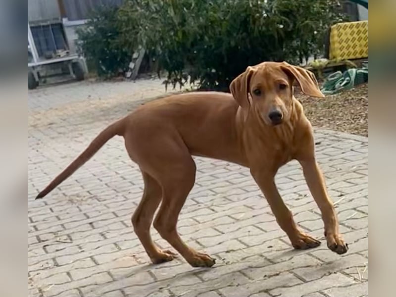 Rhodesian Ridgeback Hündin Welpe