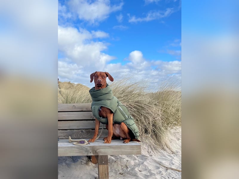 Rhodesian Ridgeback Hündin Livernose 3 Jahre