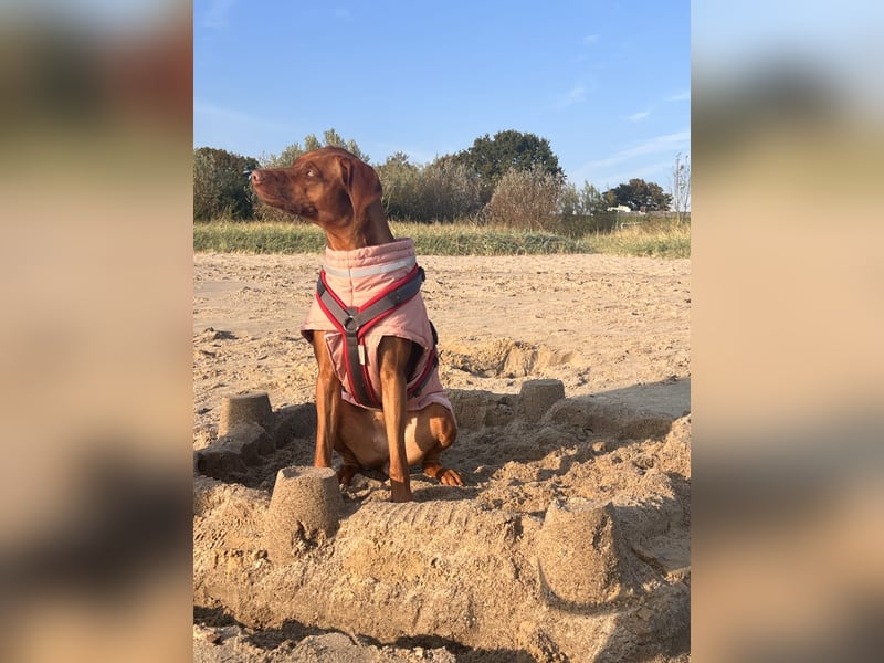 Rhodesian Ridgeback Hündin Livernose 3 Jahre