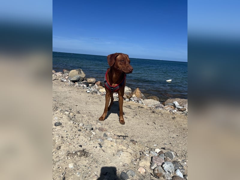 Rhodesian Ridgeback Hündin Livernose 3 Jahre