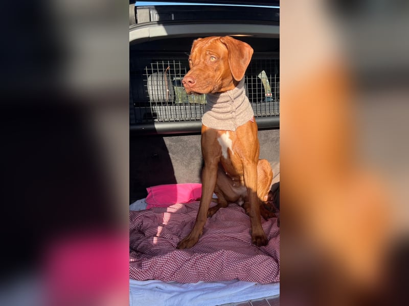 Rhodesian Ridgeback Hündin Livernose 3 Jahre