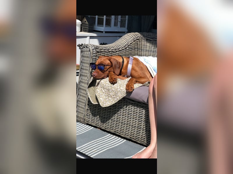Rhodesian Ridgeback Hündin Livernose 3 Jahre