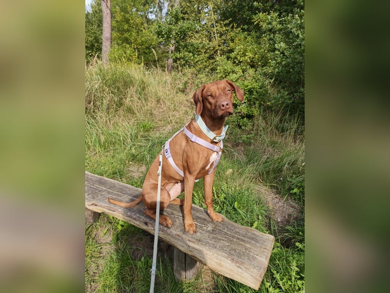 Rhodesian Ridgeback Hündin Livernose 3 Jahre
