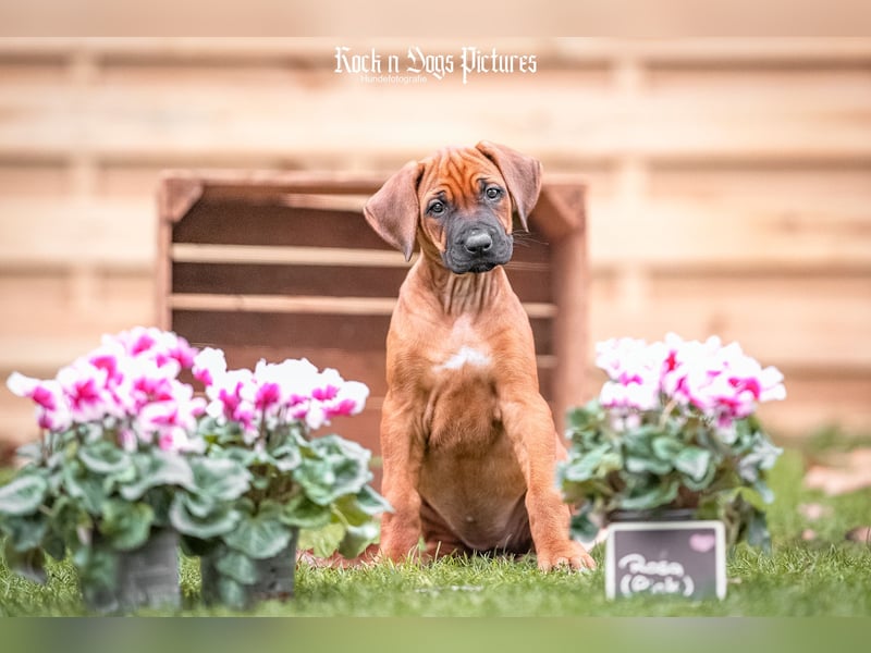 Asali sucht Ihr 5-Sterne Deluxe Zuhause