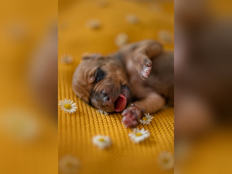 Rhodesian Ridgeback Welpen mit FCI-Ahnentafel