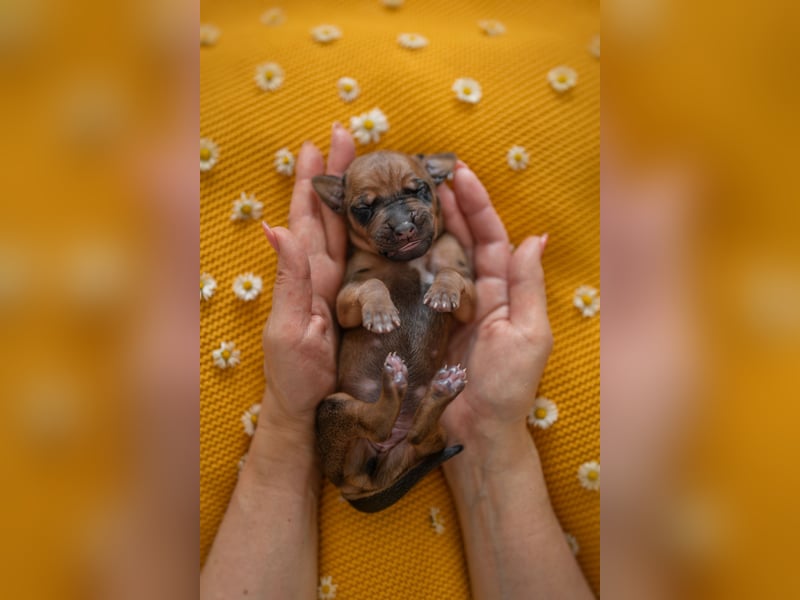 Rhodesian Ridgeback Welpen mit FCI-Ahnentafel
