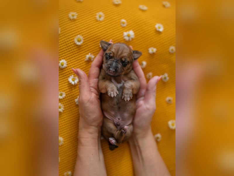 Rhodesian Ridgeback Welpen mit FCI-Ahnentafel