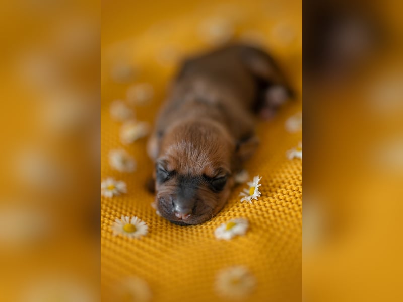 Rhodesian Ridgeback Welpen mit FCI-Ahnentafel