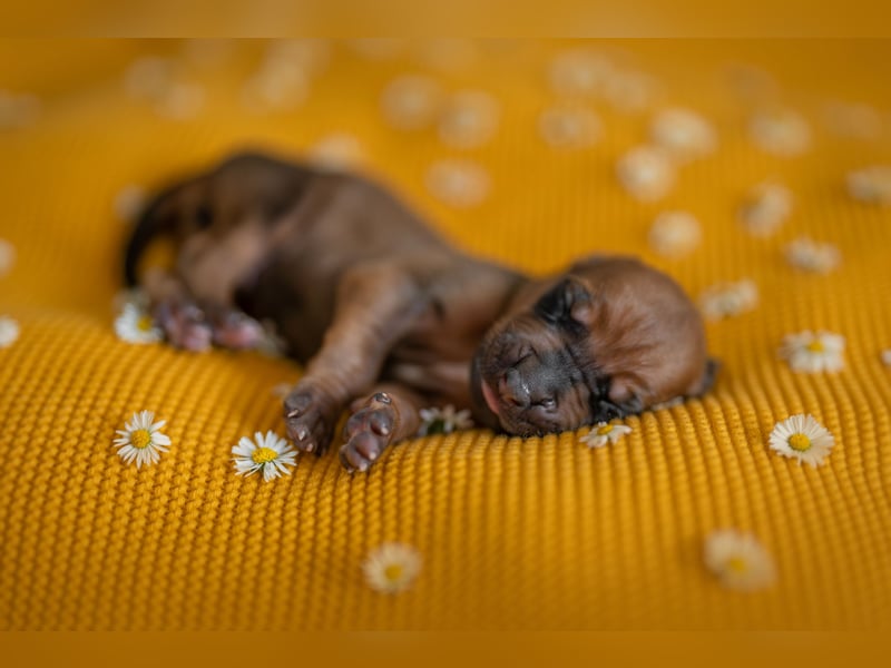 Rhodesian Ridgeback Welpen mit FCI-Ahnentafel