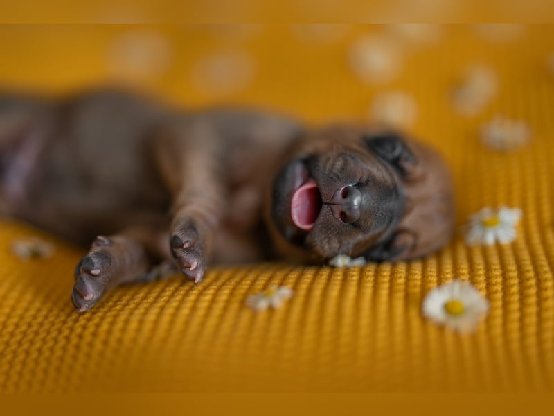 Rhodesian Ridgeback Welpen mit FCI-Ahnentafel