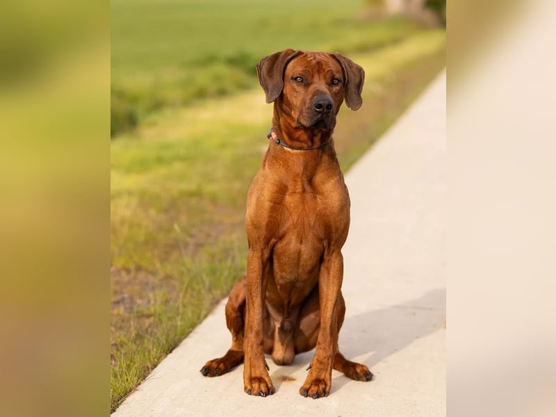 April / Mai 2025 - Rhodesian Ridgeback Welpen - Wurfanküdigung Red Wheaten mit Ahnentafel