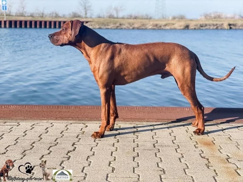 April / Mai 2025 - Rhodesian Ridgeback Welpen - Wurfanküdigung Red Wheaten mit Ahnentafel