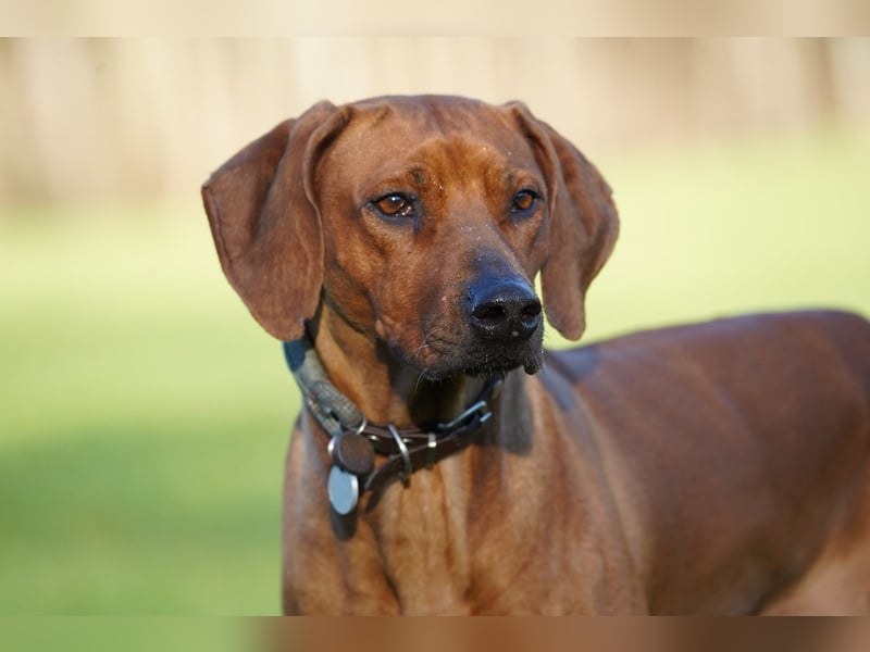 April / Mai 2025 - Rhodesian Ridgeback Welpen - Wurfanküdigung Red Wheaten mit Ahnentafel