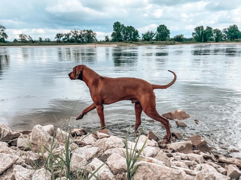 April / Mai 2025 - Rhodesian Ridgeback Welpen - Wurfanküdigung Red Wheaten mit Ahnentafel
