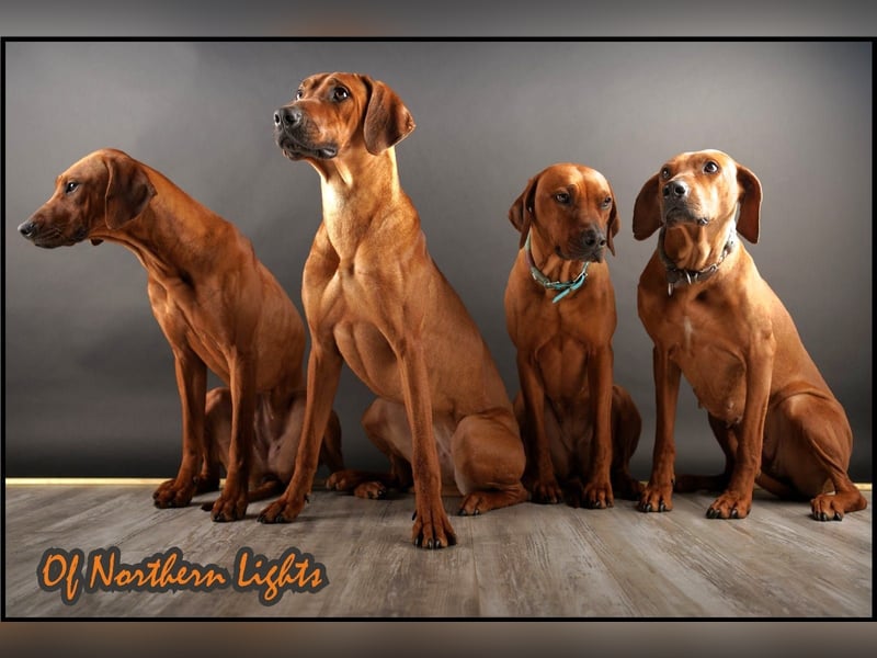 April / Mai 2025 - Rhodesian Ridgeback Welpen - Wurfanküdigung Red Wheaten mit Ahnentafel