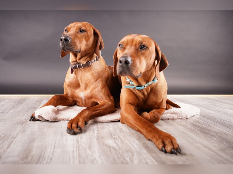 April / Mai 2025 - Rhodesian Ridgeback Welpen - Wurfanküdigung Red Wheaten mit Ahnentafel