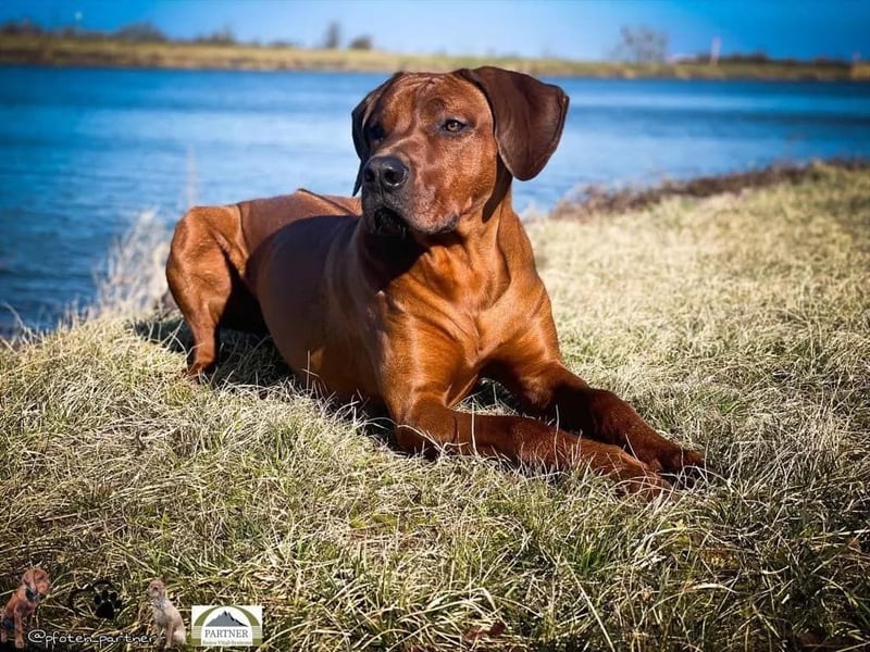 April / Mai 2025 - Rhodesian Ridgeback Welpen - Wurfanküdigung Red Wheaten mit Ahnentafel