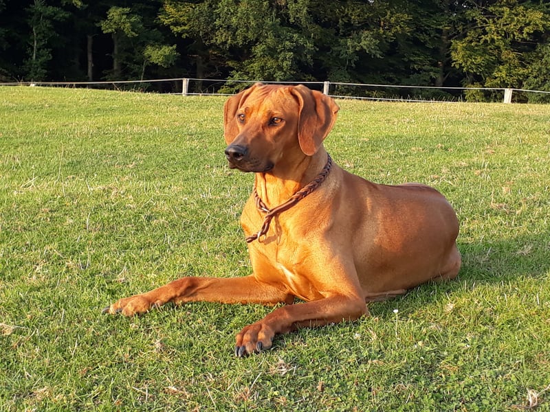 April / Mai 2025 - Rhodesian Ridgeback Welpen - Wurfanküdigung Red Wheaten mit Ahnentafel