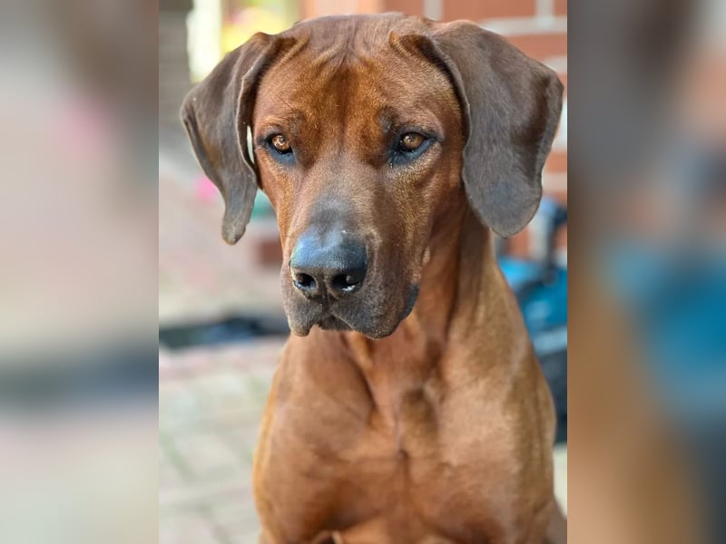April / Mai 2025 - Rhodesian Ridgeback Welpen - Wurfanküdigung Red Wheaten mit Ahnentafel