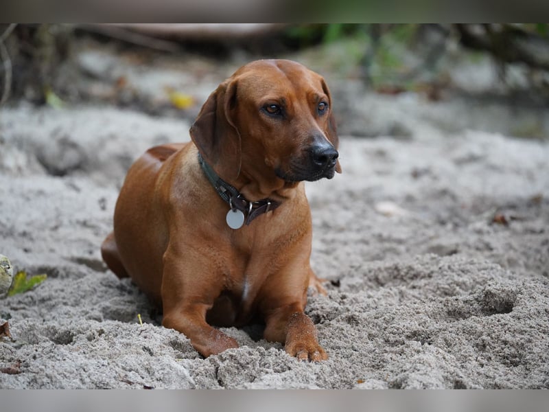 April / Mai 2025 - Rhodesian Ridgeback Welpen - Wurfanküdigung Red Wheaten mit Ahnentafel