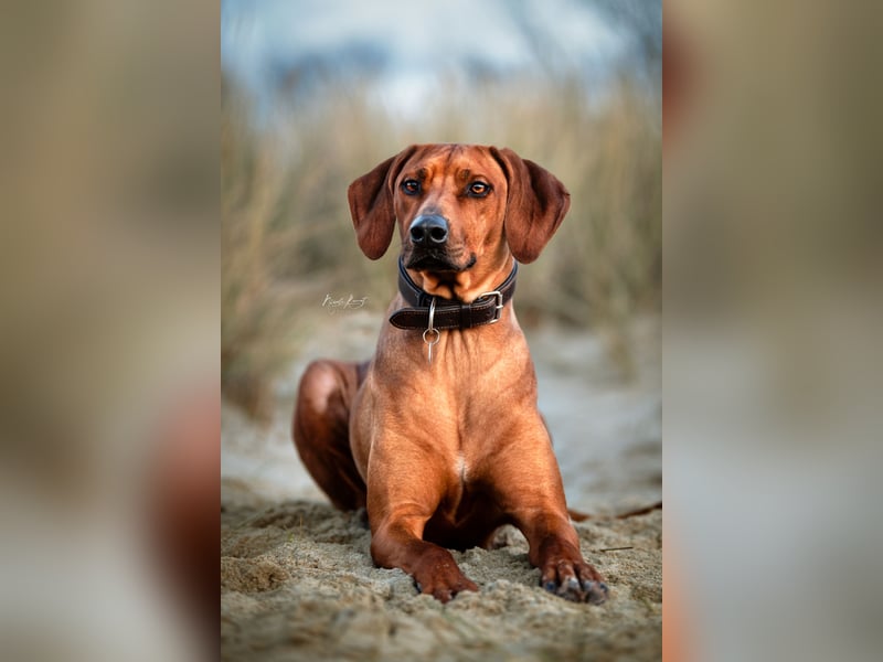 April / Mai 2025 - Rhodesian Ridgeback Welpen - Wurfanküdigung Red Wheaten mit Ahnentafel