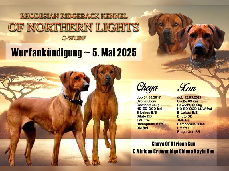 April / Mai 2025 - Rhodesian Ridgeback Welpen - Wurfanküdigung Red Wheaten mit Ahnentafel