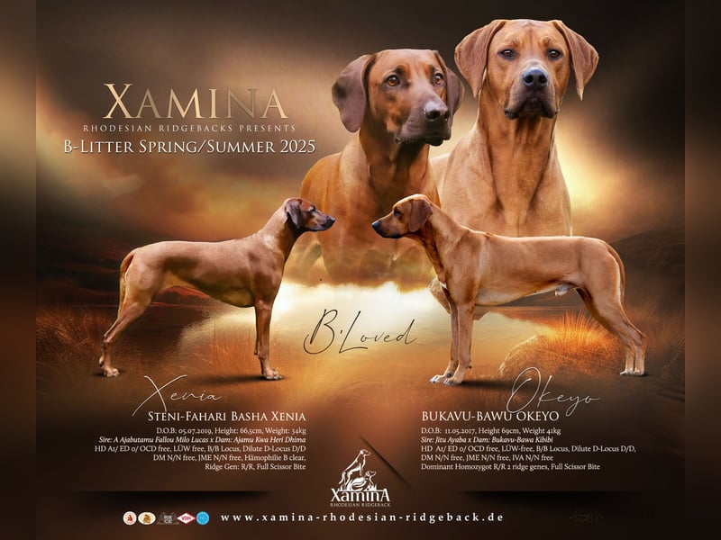 Xamina Rhodesian Ridgeback „B`Loved“ Wurf Frühjahr/Sommer 2025