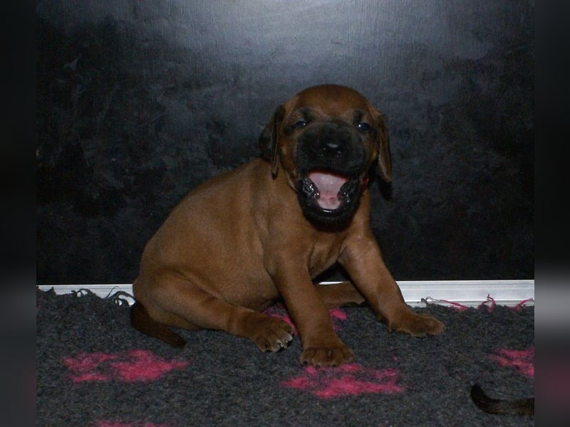 wunderschöne Rhodesian Ridgeback Welpen ! ! ! absolut vitale und einwandfreie kleine Engel
