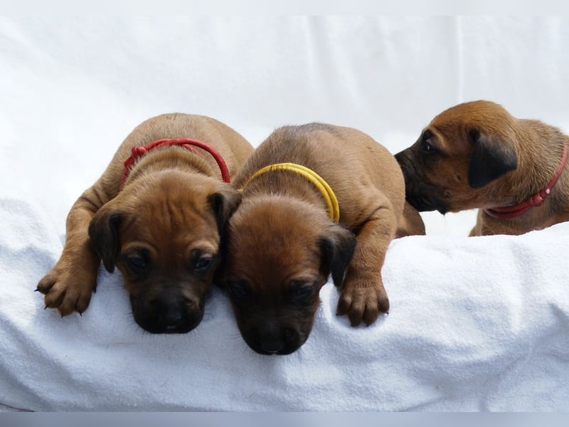 wunderschöne Rhodesian Ridgeback Welpen ! ! ! absolut vitale und einwandfreie kleine Engel