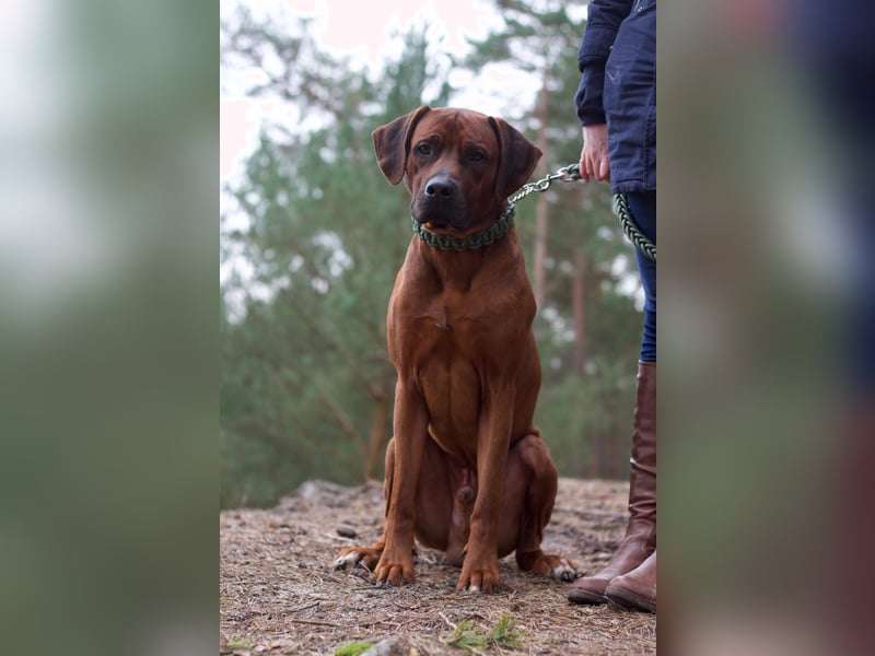 Rhodesian Ridgeback Welpen Mai 2025