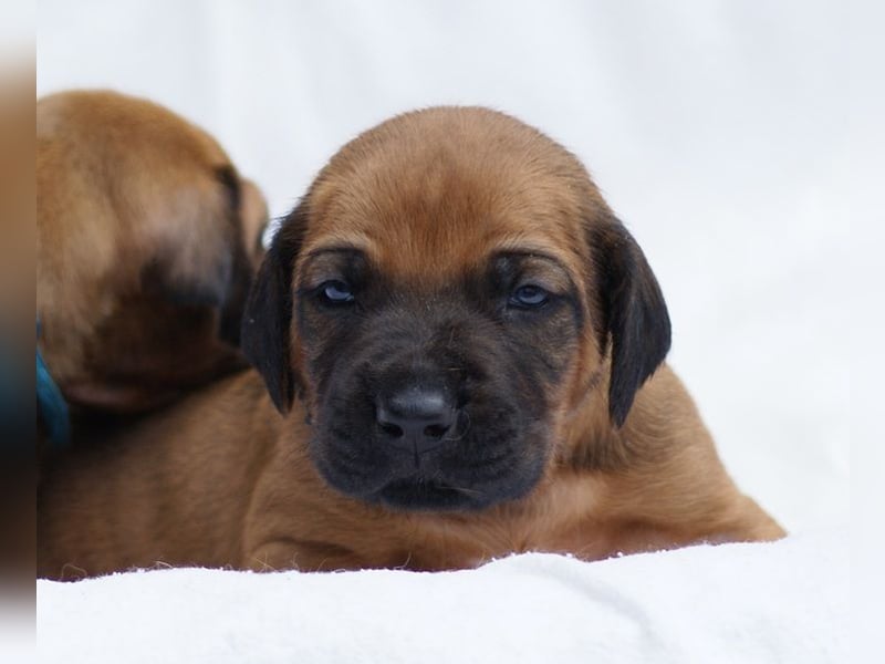 wunderschöne Rhodesian Ridgeback Welpen ! ! ! absolut vitale und einwandfreie kleine Engel