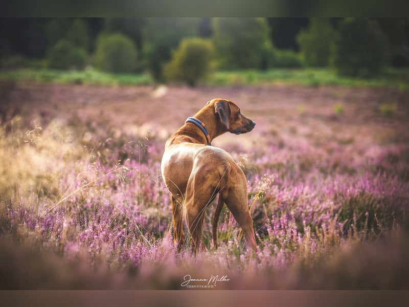 Rhodesian Ridgeback Welpen Mai 2025