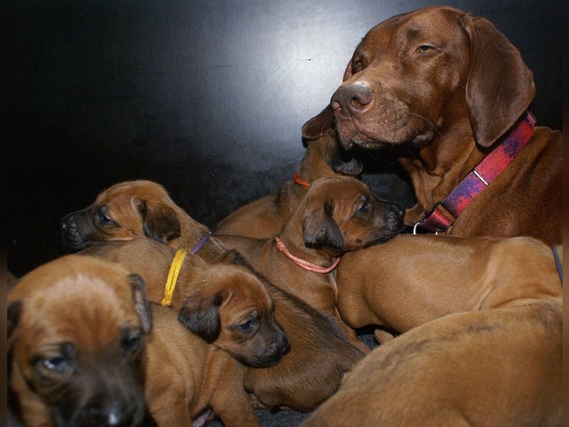wunderschöne Rhodesian Ridgeback Welpen ! ! ! absolut vitale und einwandfreie kleine Engel
