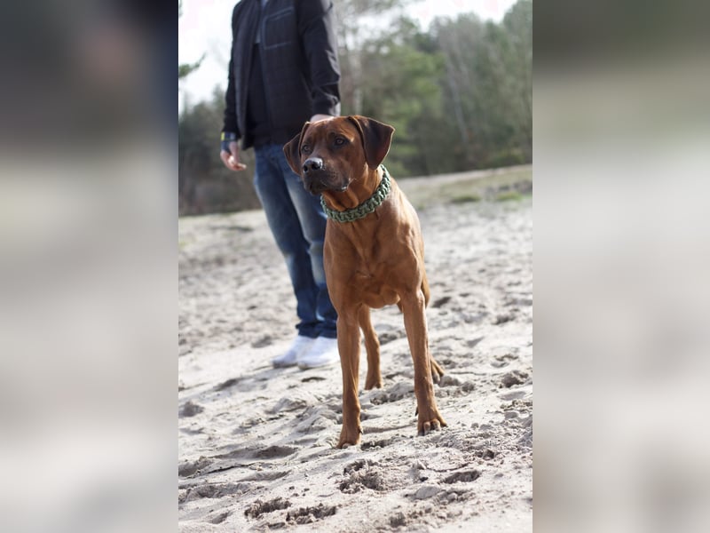 Rhodesian Ridgeback Welpen Mai 2025
