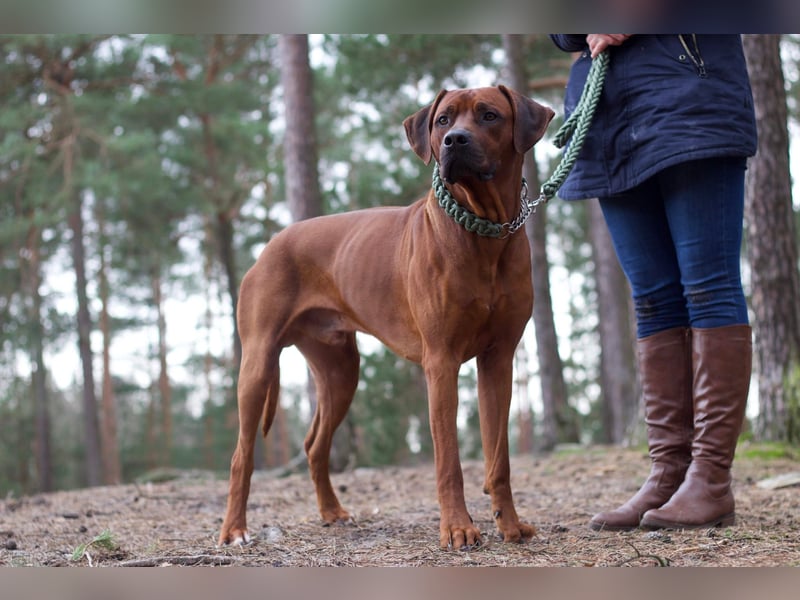 Rhodesian Ridgeback Welpen Mai 2025