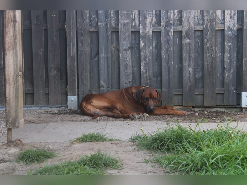 Rhodesian Ridgeback Welpen Mai 2025