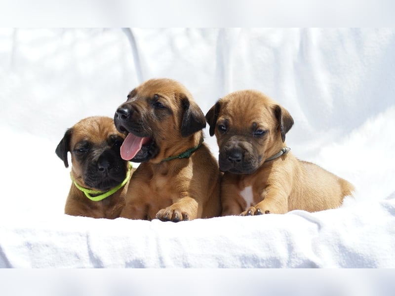 wunderschöne Rhodesian Ridgeback Welpen ! ! ! absolut vitale und einwandfreie kleine Engel