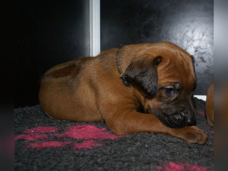 wunderschöne Rhodesian Ridgeback Welpen ! ! ! absolut vitale und einwandfreie kleine Engel