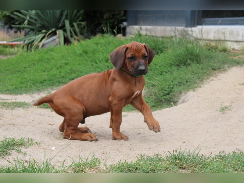 Rhodesian Ridgeback Welpen Mai 2025
